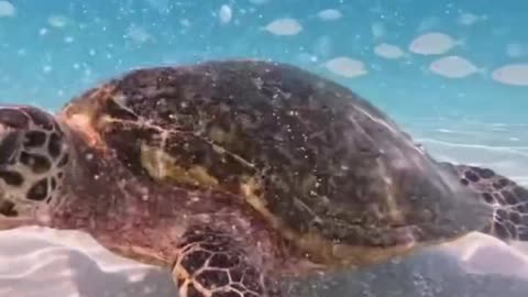 "🌊🐢 Secrets of the Sea Turtle: A Mesmerizing Journey Through the Ocean’s Heart 🐢🌊"