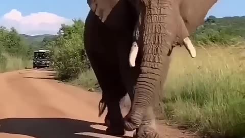 Elephant dance