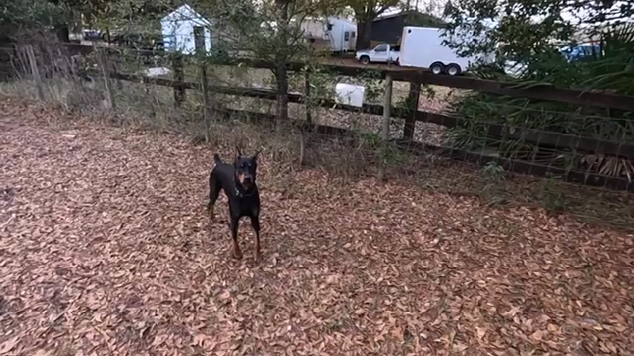 Funny Cute Dog - Try Not To Laugh...