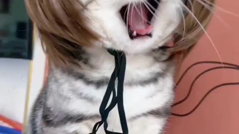 Cat with a Wig: The Funniest Thing You’ll See Today 🐾😂