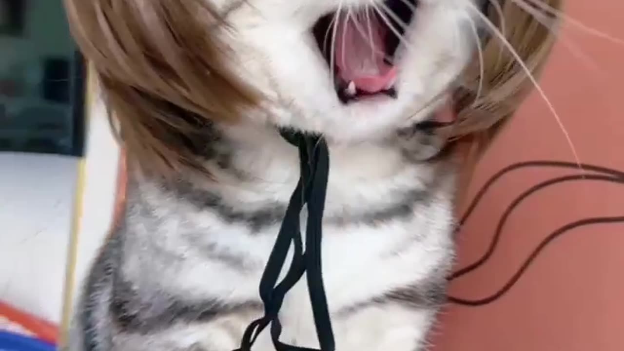 Cat with a Wig: The Funniest Thing You’ll See Today 🐾😂