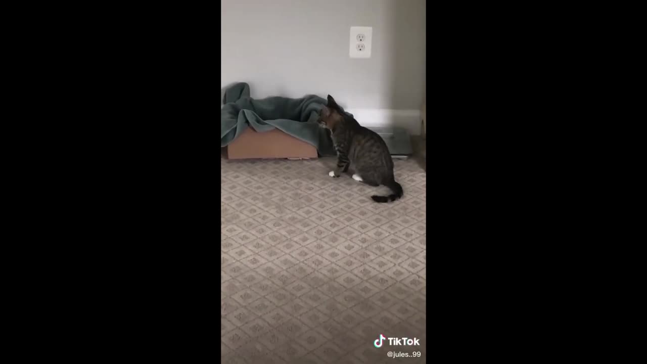 2025 Funniest Cats and Dogs Memes Try Not to Laugh