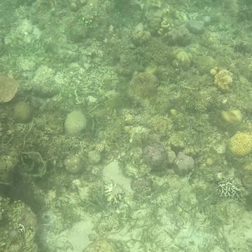 Snorkeling Through Serenity