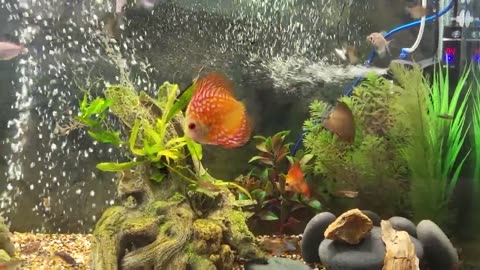 New Occupant, Discussion on mixing Discus, and a precautionary ParaCleans.