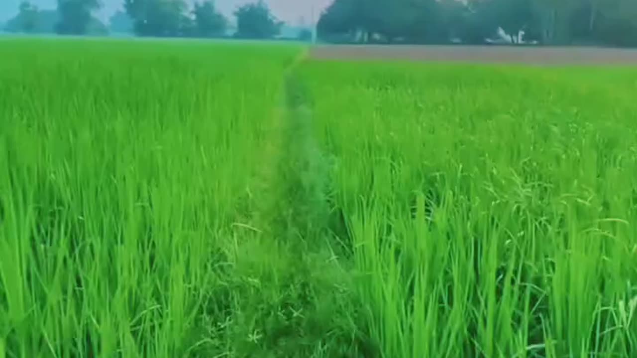 #Gaon Ki Subah Good Morning 🌄🌄👌👌🫡🫡