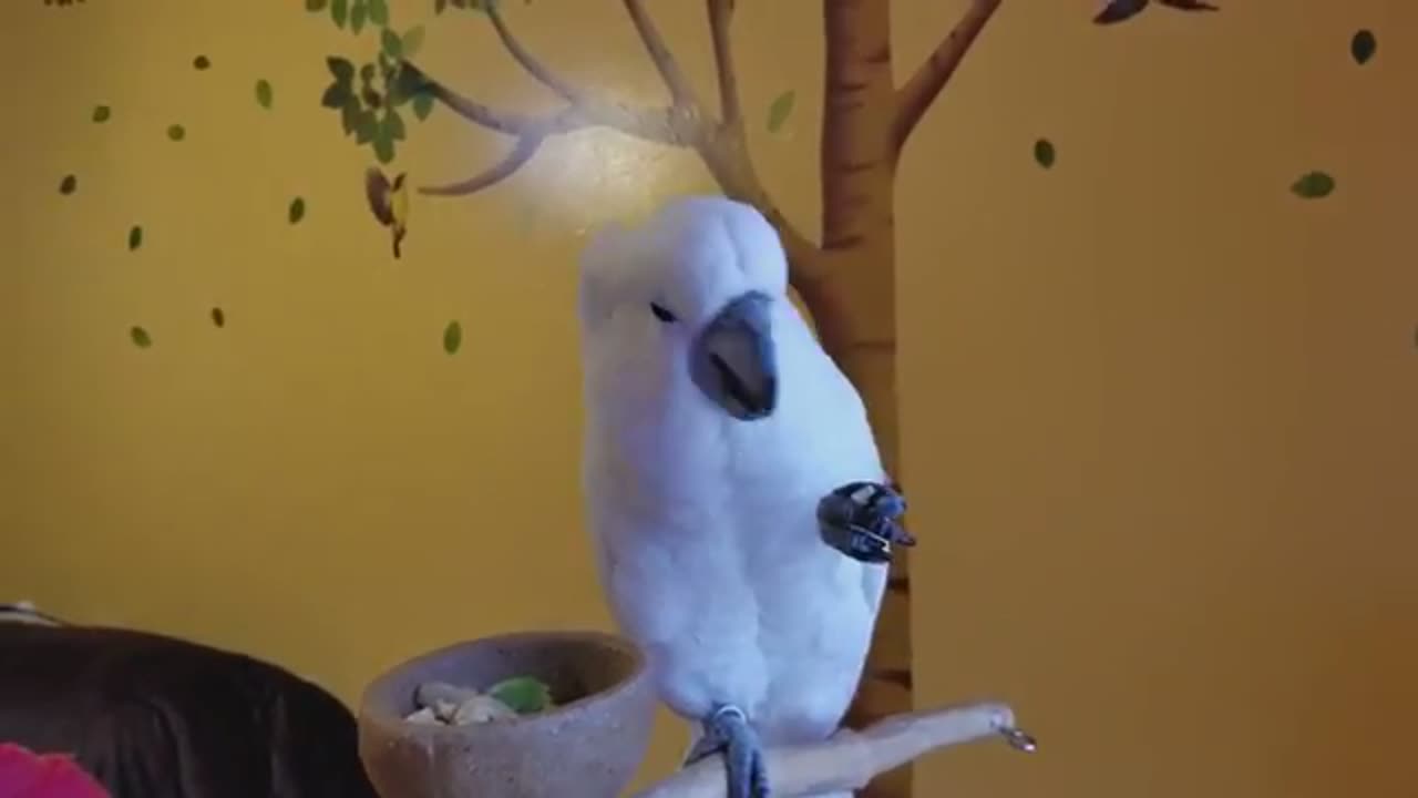 Onni and Onni Video Updates For His Fans