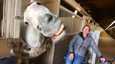 You won’t believe how funny these horses are!