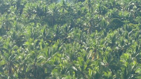 Coconut Plantation View Point in Siargao, Philippines