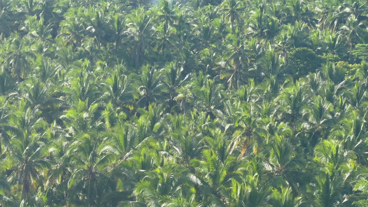 Coconut Plantation View Point in Siargao, Philippines