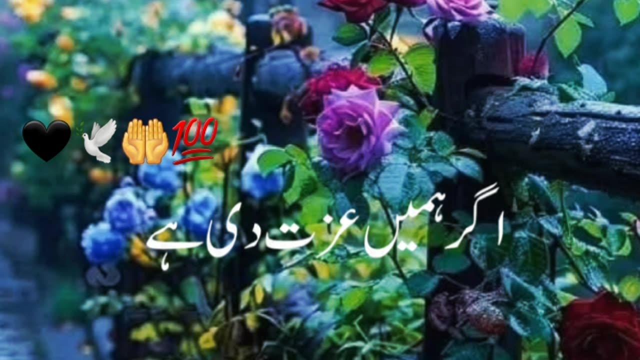 Dua