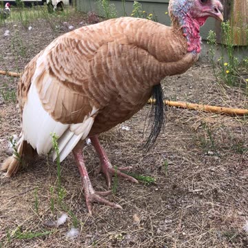 TURKEY DEEP IN THOUGH…deep contemplative, meditative thought