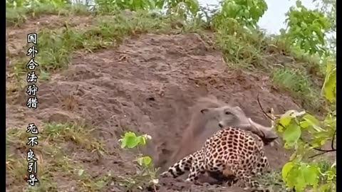 Leopard hunting a wild warthogs whole family