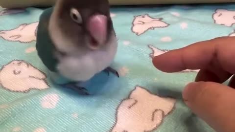 Jealous parrot