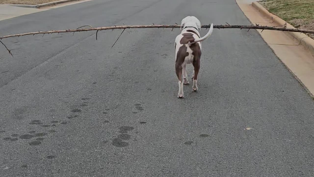 Dog Carries the Biggest Stick