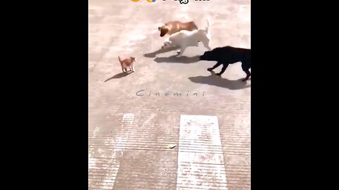 supercat cat vs 3 dog Hey one in a Million love cat😻💖🐶