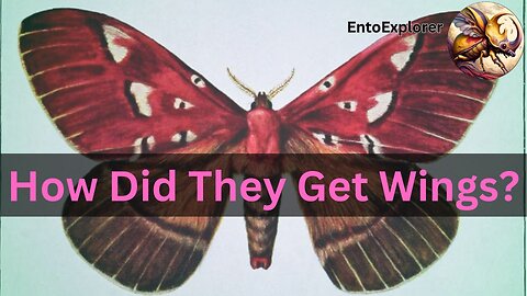 The Unsolved Mystery Of The Origin of Insect Wings