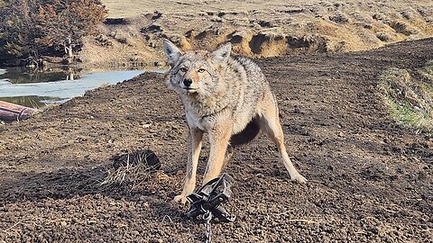 COYOTE TRAPPING Catches and Strategy! Coyotes #63-#74 | S5 Ep 18