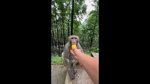 monkey activity