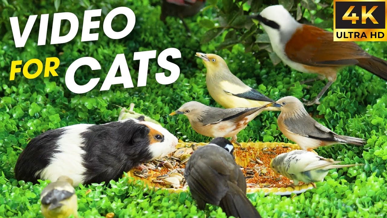 Ultimate Bird Watching for Cats – Mesmerizing Video for Cats to Watch - Bird For Cats To Watch