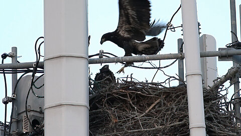 Local Eaglet Gets Air