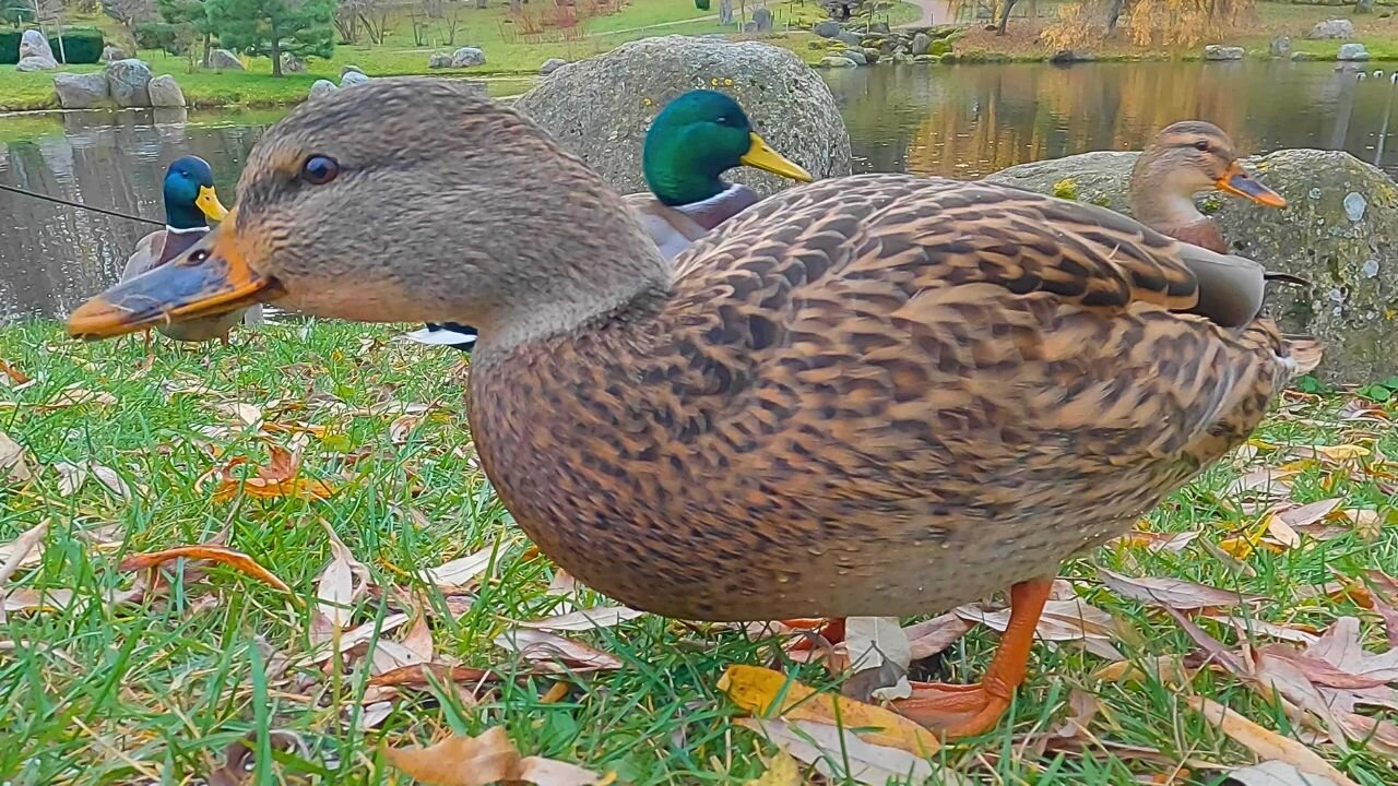 Mallard Duck Hen Takes Over the Feeding Area