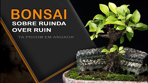 Bonsai sobre ruina: Bonsai SP