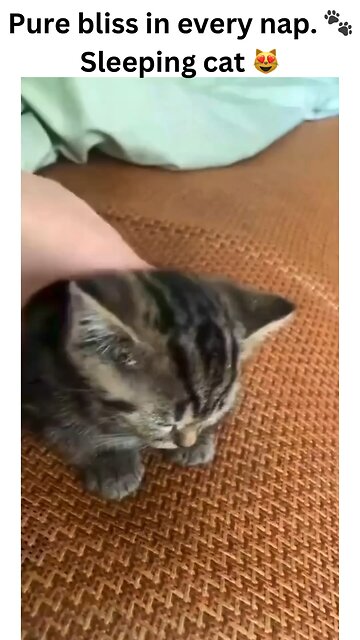 Watching a sleeping cat is the ultimate relaxation therapy. 😻 Watch as this furry friend drifts off