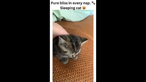 Watching a sleeping cat is the ultimate relaxation therapy. 😻 Watch as this furry friend drifts off