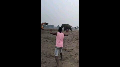 JCB Vs elephant fight കണ്ടിട്ടുണ്ടോ