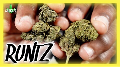 Certified Headies Review: Runtz Strain Packs Flavor & Fire! 🔥💨