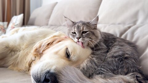 Funny Kitten Wakes Up Golden Retriever!