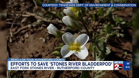 Efforts to save rare plant in Rutherford County