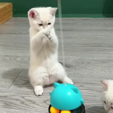 Rocking and swaying, the little cat's happiness can't stop. "Cute Pet Goodies" Cat Toy