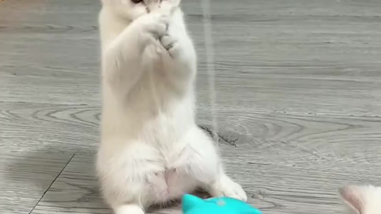 Rocking and swaying, the little cat's happiness can't stop. "Cute Pet Goodies" Cat Toy