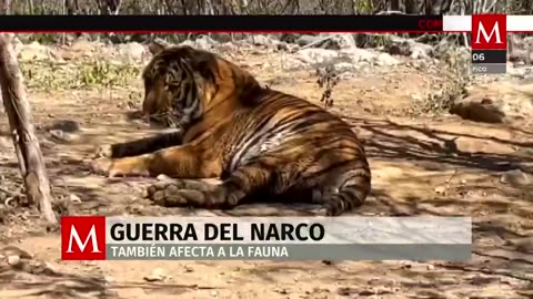 Animales exóticos, una víctima escondida entre carteles de narcotráfico