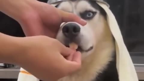 Try Not to Laugh Challenge 23🤣