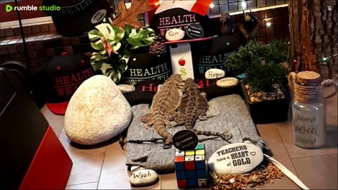 ⭕2025 Live Stream Day 9🔴 With 🐉 Mascots 🍎 🐲 Kobe & Health A Day In The Life Of Bearded Dragons🐲Day9🐉⭕Live🦎Stream🔴