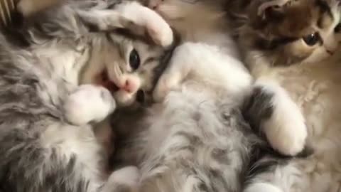 Nice & Heartwarming Cat Videos to 🏠😻 House Cat Videos to B🐱💕 #HouseCats #CuteVideos"