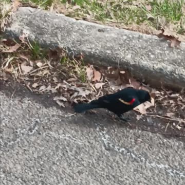Blackbird kissena