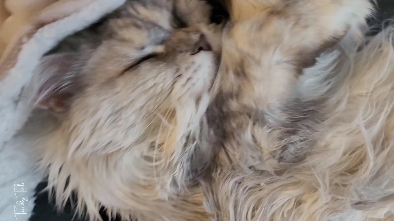 Her snoring is the cutest thing ever (sound on)