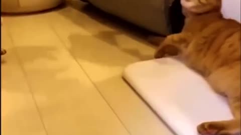 The Newest Funny scenes of CATS being scared