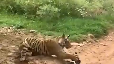 Tiger killed dog at zone 2 Ranthambore National Park