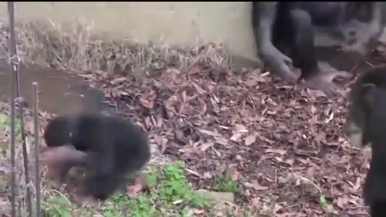 new animal funny videos