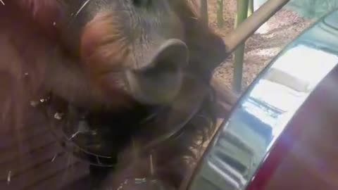 Monkey looking at himself in the mirror