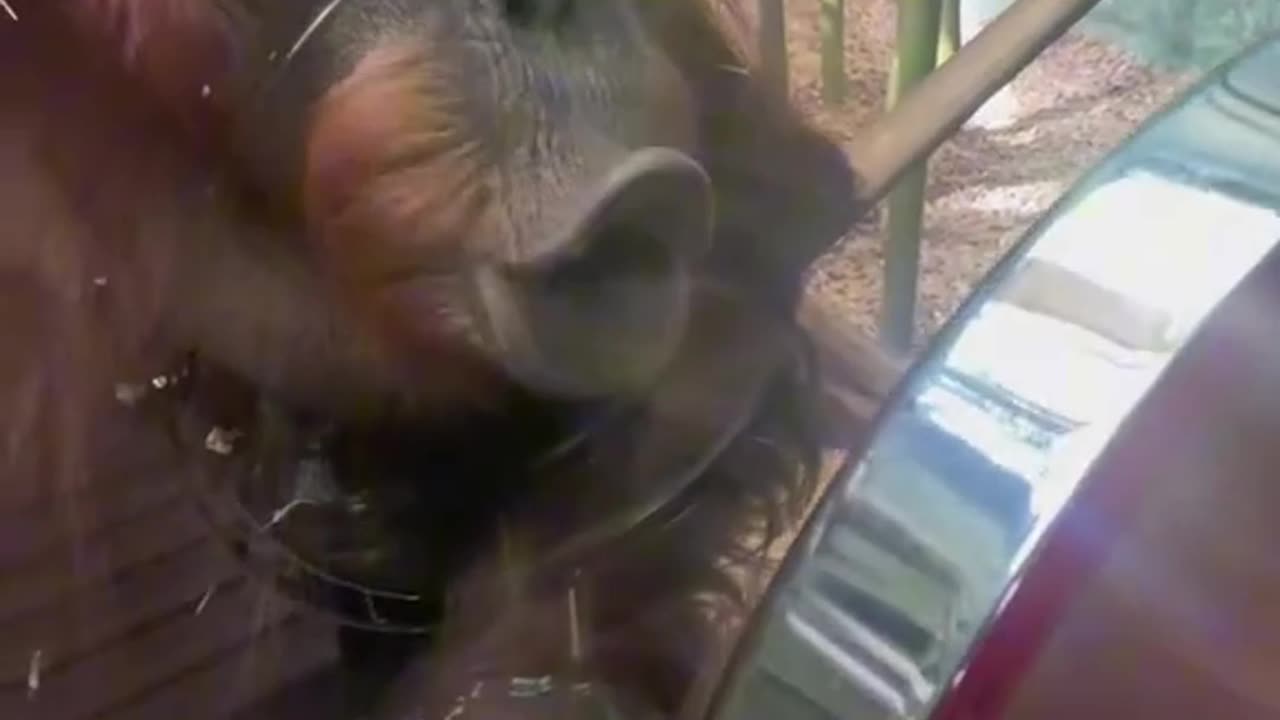 Monkey looking at himself in the mirror