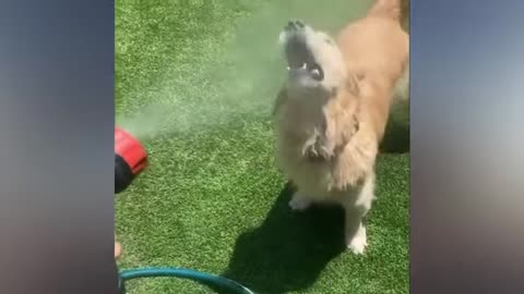 Best Funny 😁 Animals Videos 2024 😇🤪TRY NOT TO LAUGH🥸Cats Moossey #14