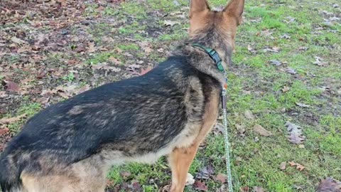Virgil german shepherd.