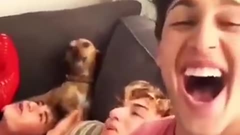 The funniest dog compilation you'll see this week #funny #funnydogs #funnyvideo #cutedogs