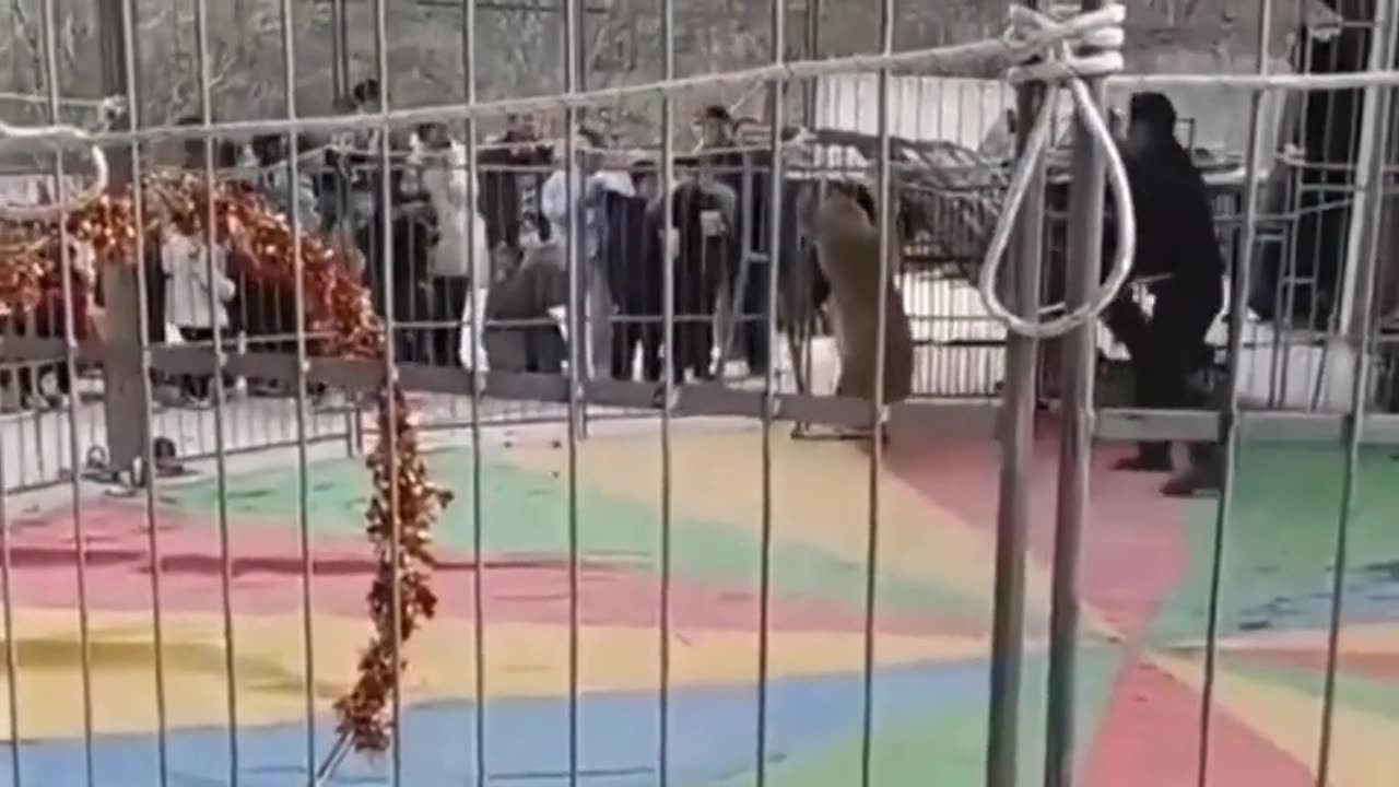 Why Put Your Hand to The Cage?