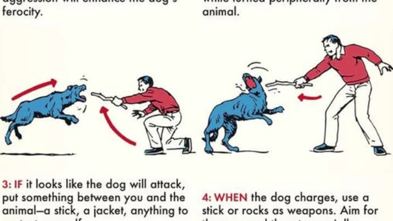 How to survive a dog attack 💪👊🐕‍🦺☑